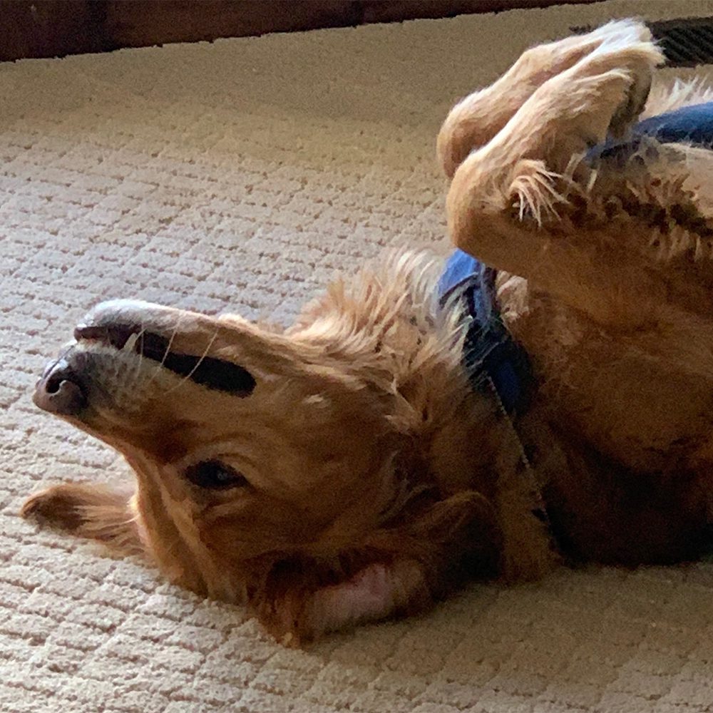 A dog laying on the floor with its head down.