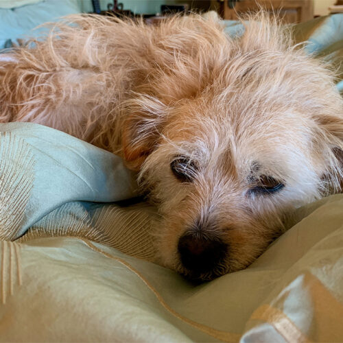 A dog is laying on the bed and sleeping.