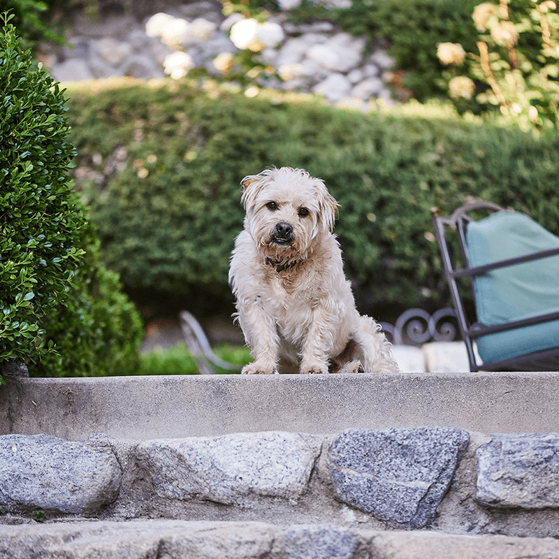 A dog sitting on the steps of a house.